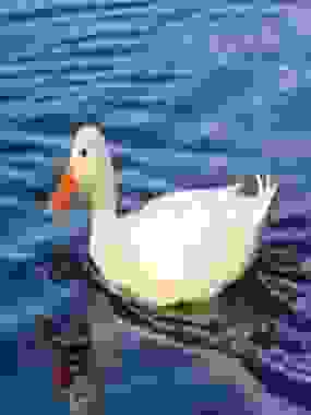 Duck