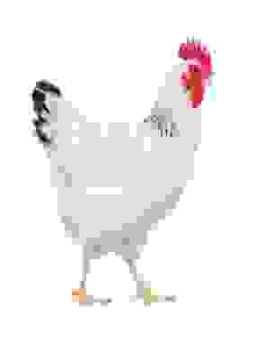 Hen