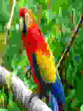 Parrot